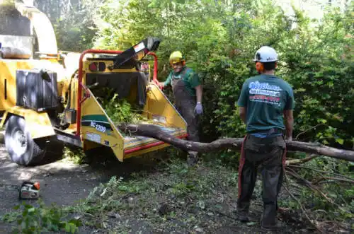 tree services Sanibel